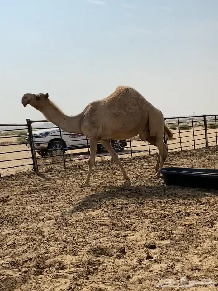 شعلا كفو واللقحه على فحل منتج وطيب 2