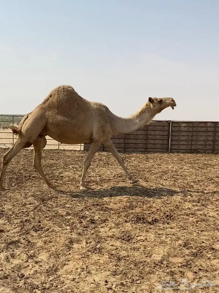 شعلا كفو واللقحه على فحل منتج وطيب 4