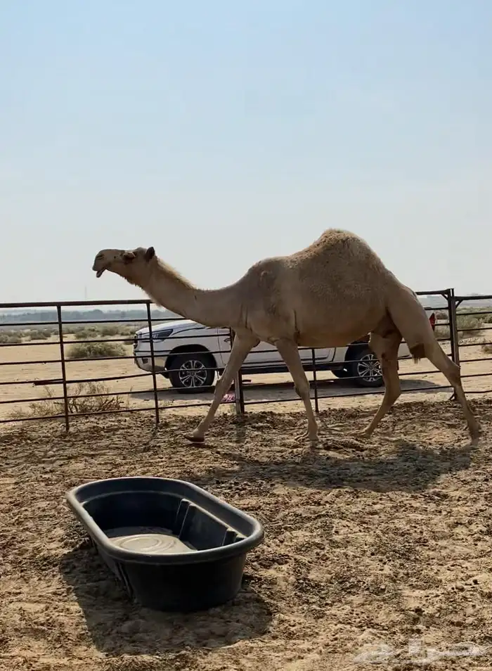 شعلا كفو واللقحه على فحل منتج وطيب 6