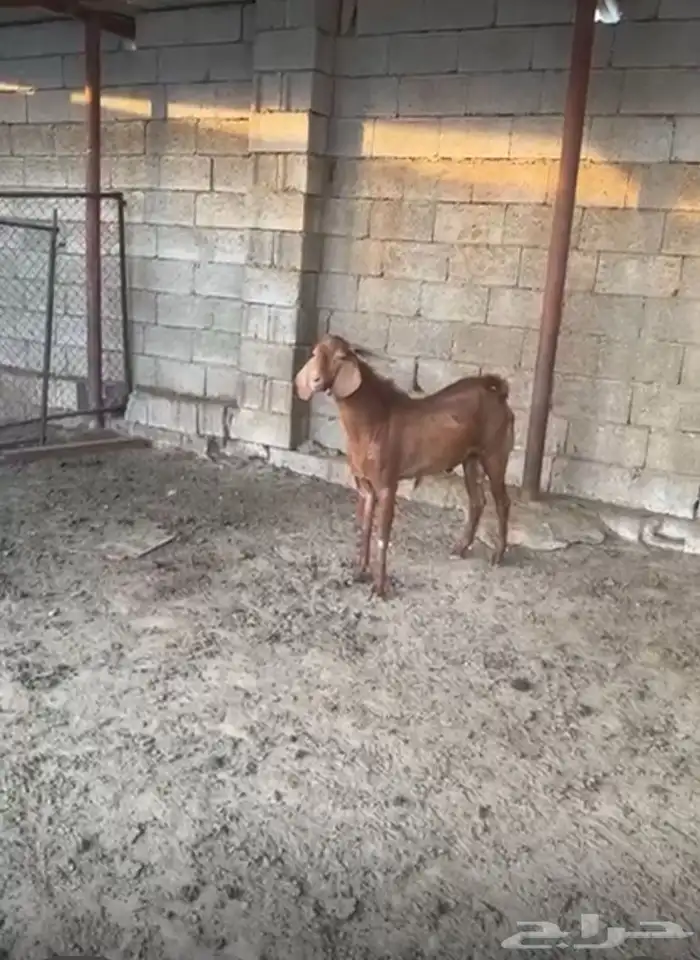 تيس فحل للبيع 0