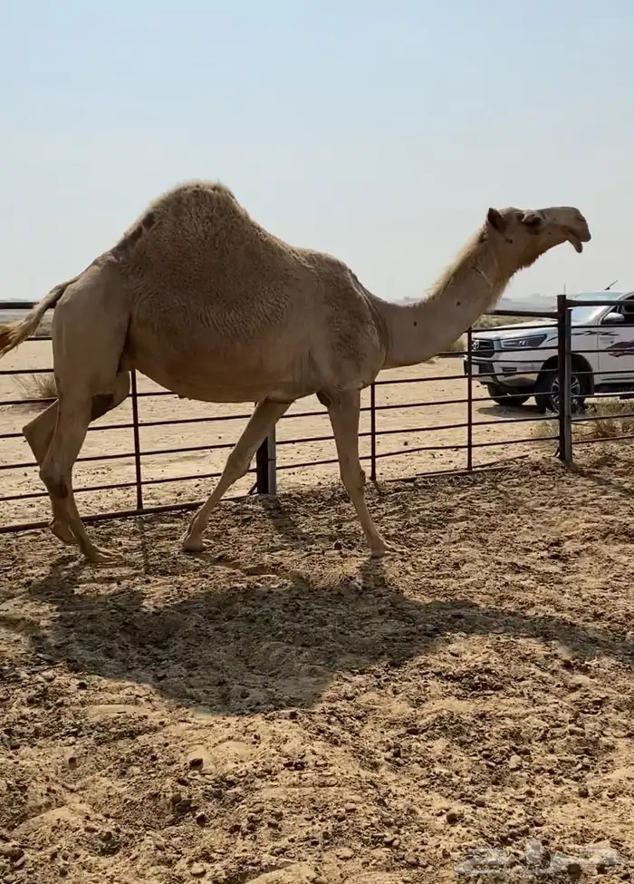 شعلا كفو واللقحه على فحل منتج وطيب 1