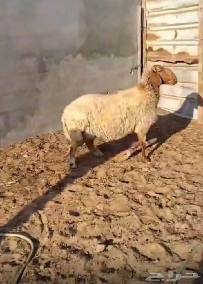 للبيع نعجة دفع شهرين ونص على السوم السند صفاء 1