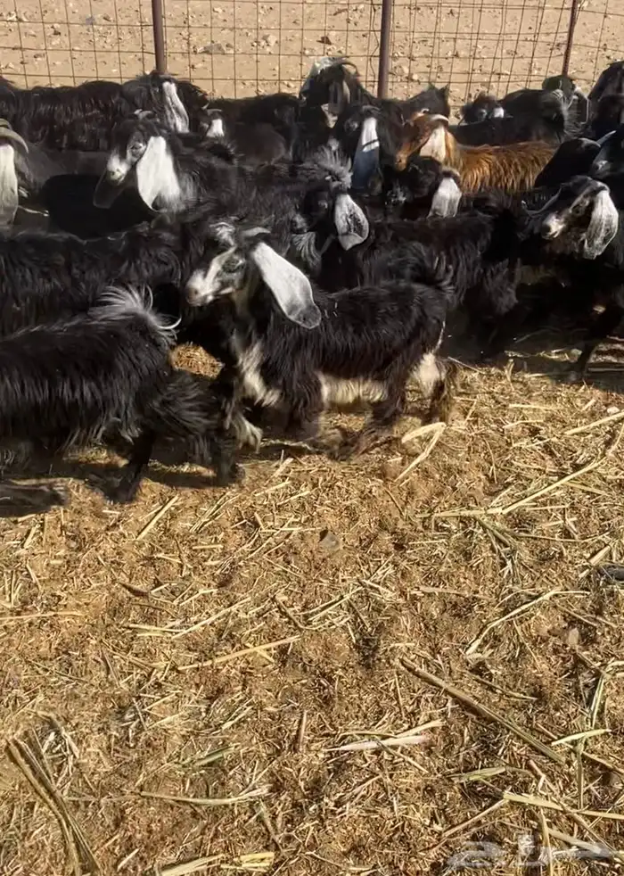 عدد 60 تيوس وجفار عوارض بلدي تربية 7