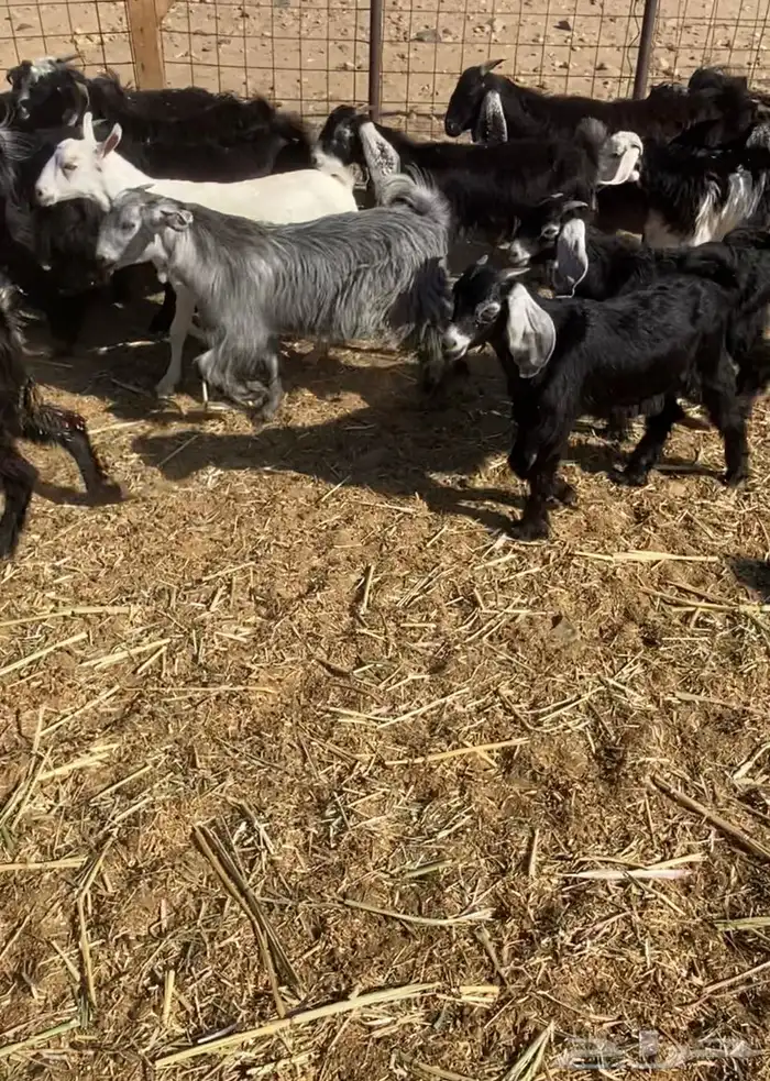 عدد 60 تيوس وجفار عوارض بلدي تربية 2