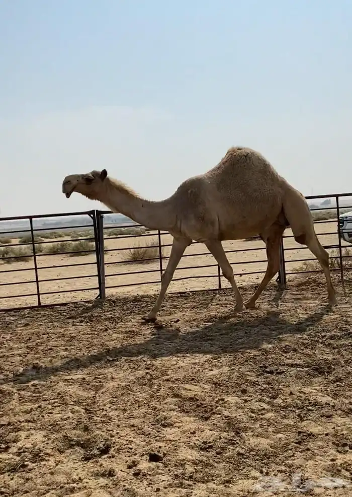 شعلا كفو واللقحه على فحل منتج وطيب 0