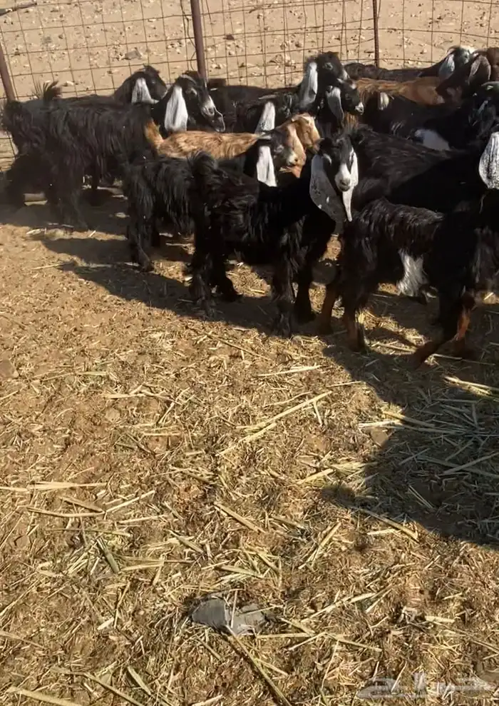 عدد 60 تيوس وجفار عوارض بلدي تربية 0