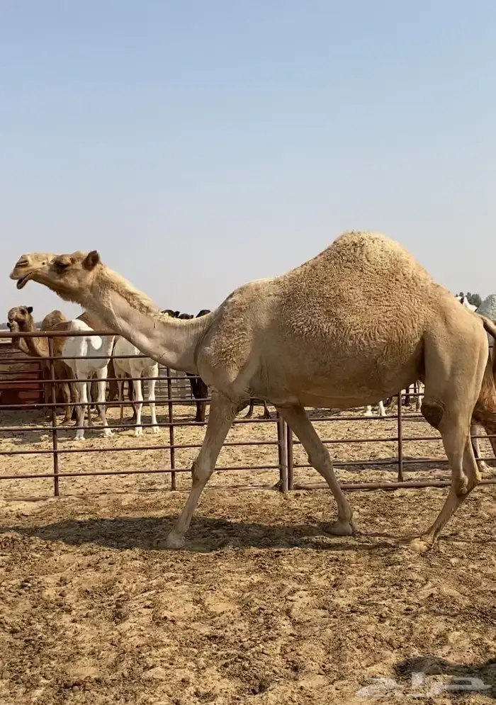 شعلا كفو واللقحه على فحل منتج وطيب 5