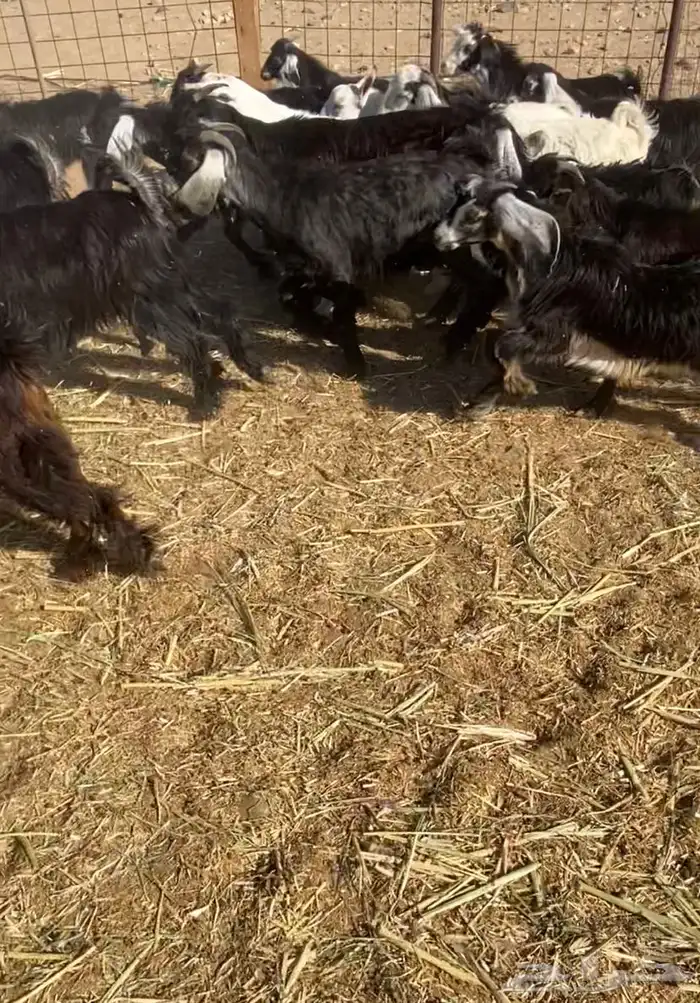 عدد 60 تيوس وجفار عوارض بلدي تربية 5