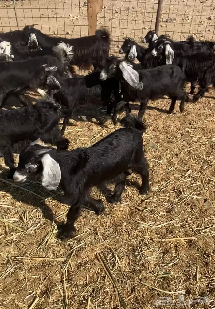 عدد 60 تيوس وجفار عوارض بلدي تربية 1