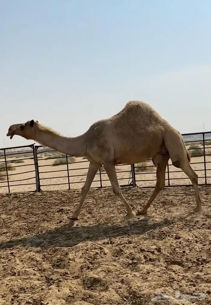 شعلا كفو واللقحه على فحل منتج وطيب 3