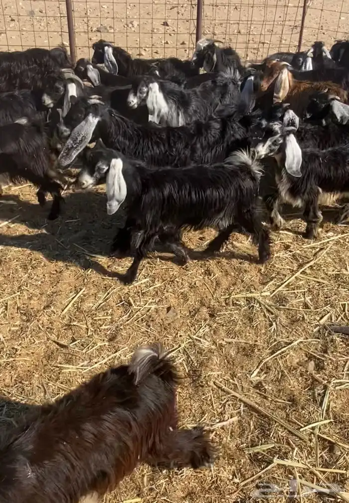 عدد 60 تيوس وجفار عوارض بلدي تربية 3