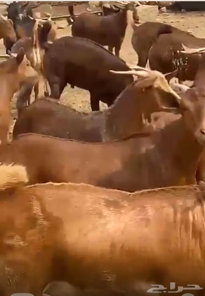 تيوس جذعان مخصاا فل شحم 0