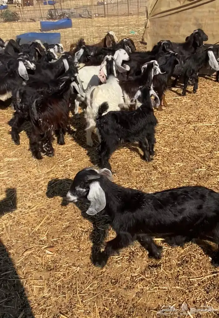 عدد 60 تيوس وجفار عوارض بلدي تربية 17