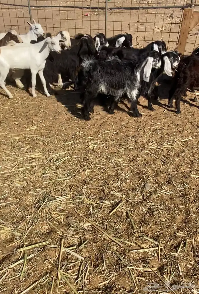 عدد 60 تيوس وجفار عوارض بلدي تربية 4