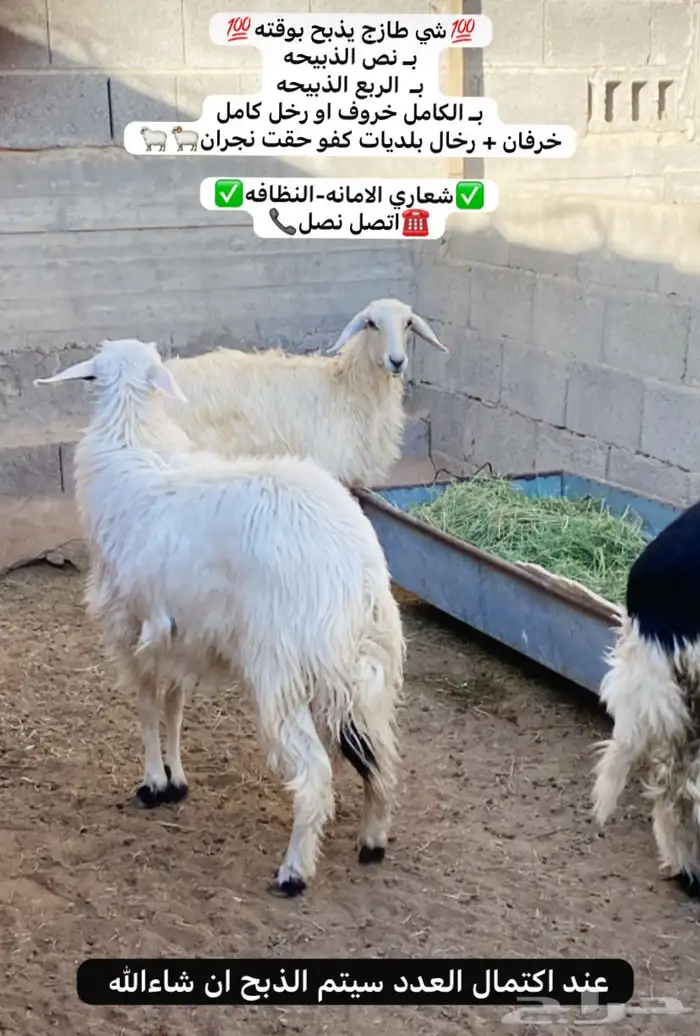 رخال بلديات كفو 0