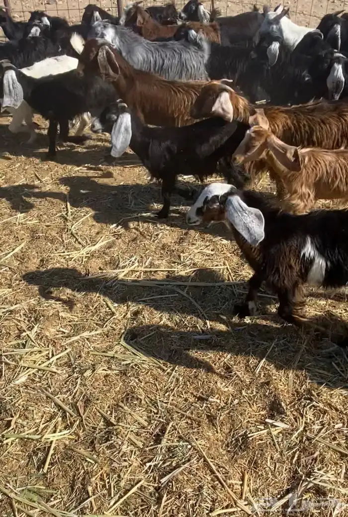 عدد 60 تيوس وجفار عوارض بلدي تربية 6