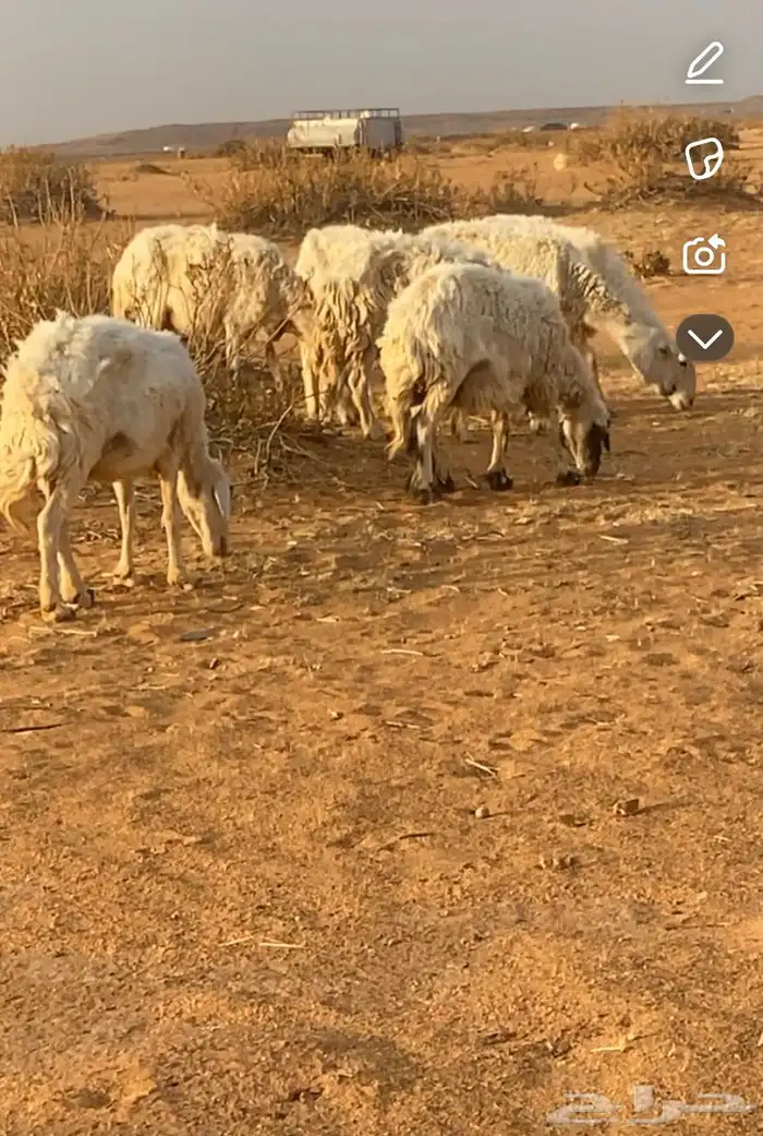 غنم حريات عددها 7 دفيع صحتها شرط غنم بر طيبه 2