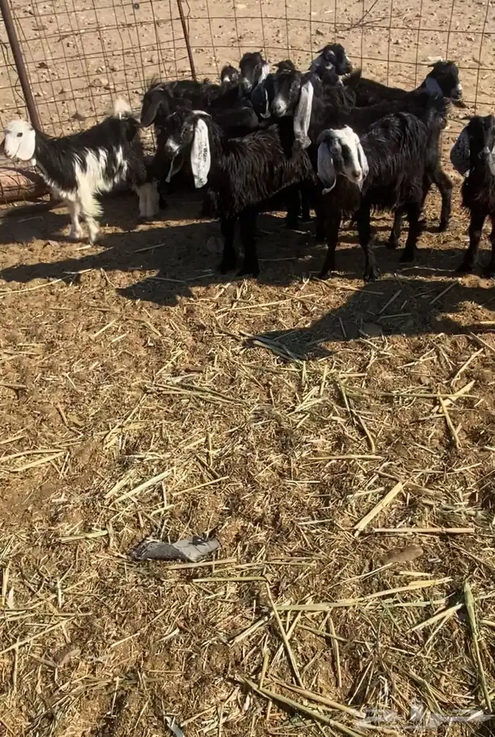 عدد 60 تيوس وجفار عوارض بلدي تربية 13