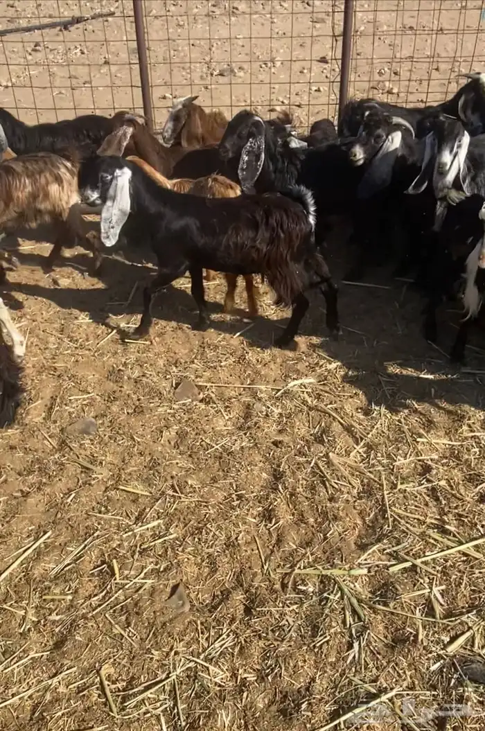 عدد 60 تيوس وجفار عوارض بلدي تربية 8