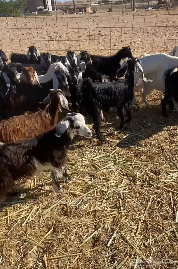 عدد 60 تيوس وجفار عوارض بلدي تربية 10