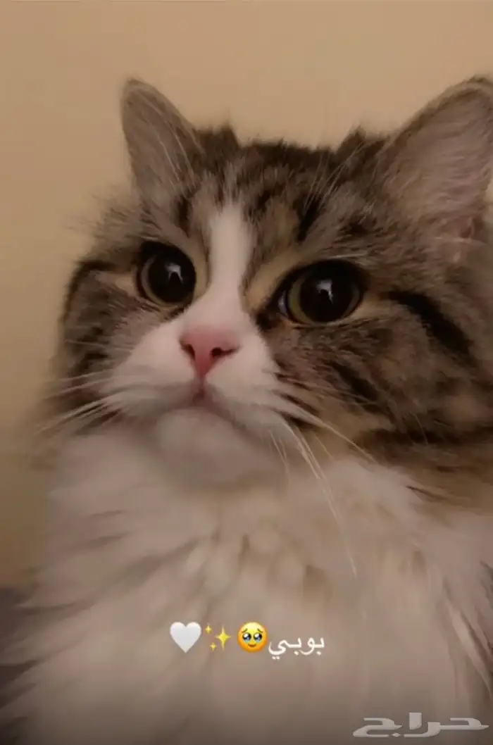 قطه للتبني مع اطفالها 7