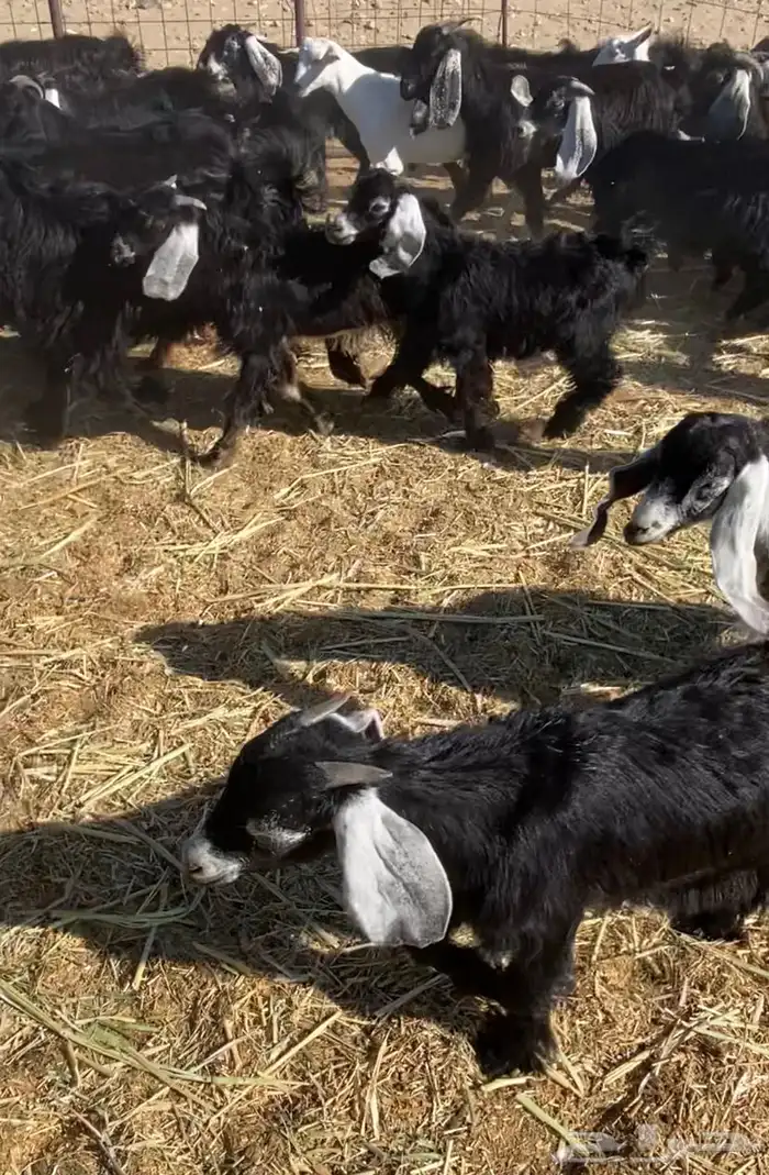 عدد 60 تيوس وجفار عوارض بلدي تربية 12