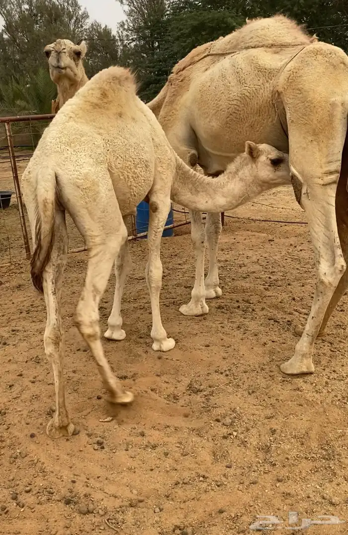 عشراء شقحاء 0