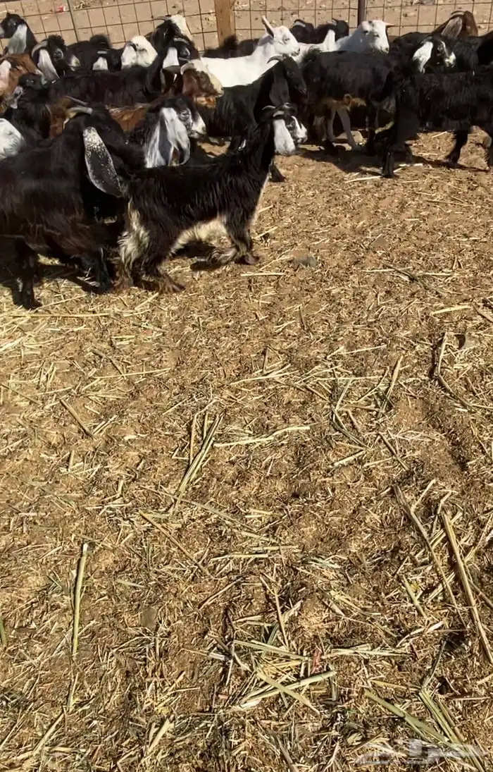 عدد 60 تيوس وجفار عوارض بلدي تربية 15