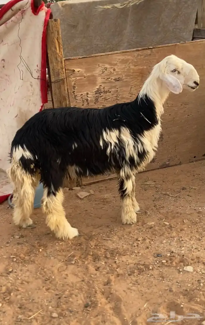 طليان نجد فاخره الموقع الخرج 0