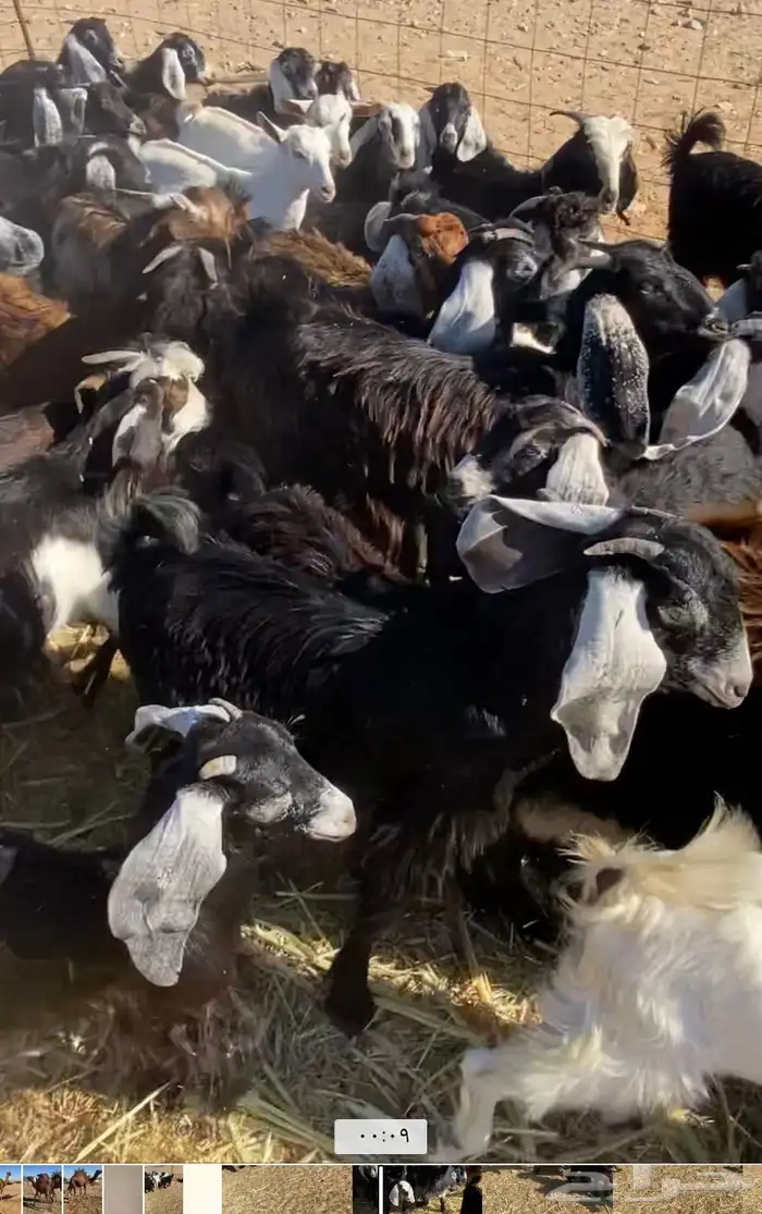 عدد 60 تيوس وجفار عوارض بلدي تربية 16