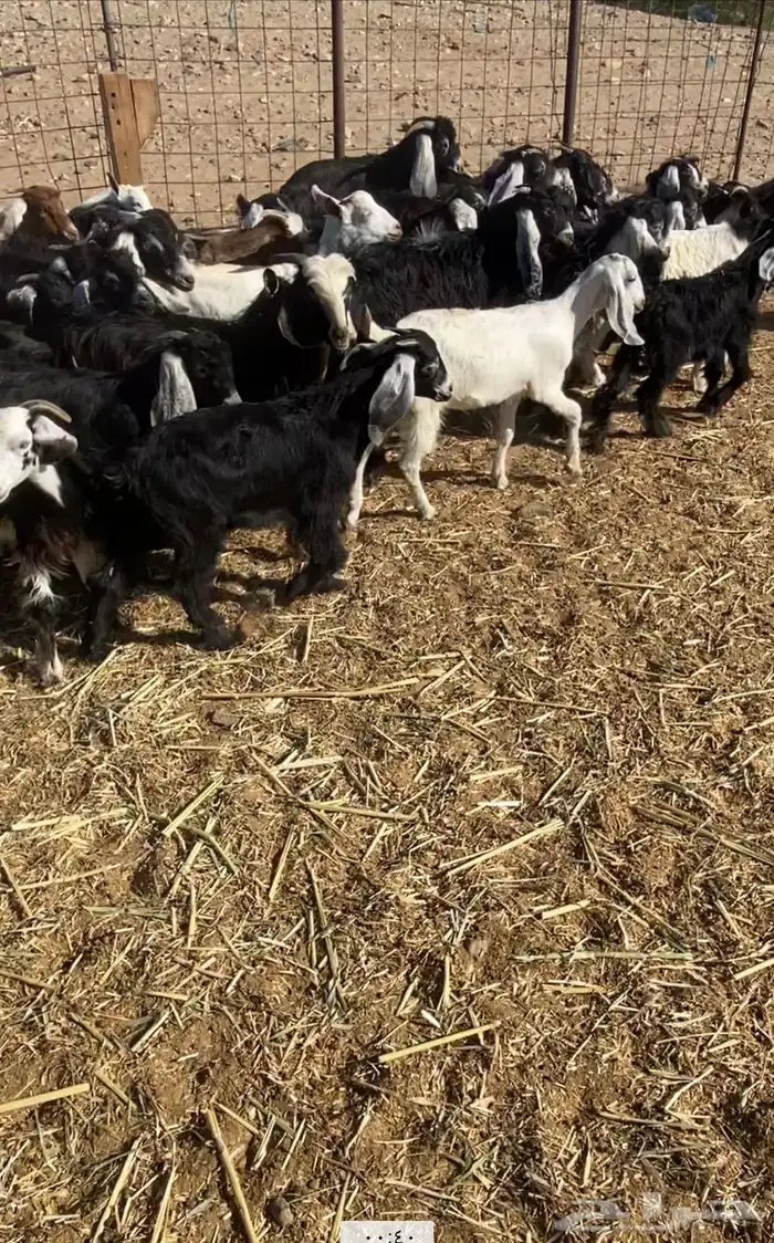 عدد 60 تيوس وجفار عوارض بلدي تربية 11