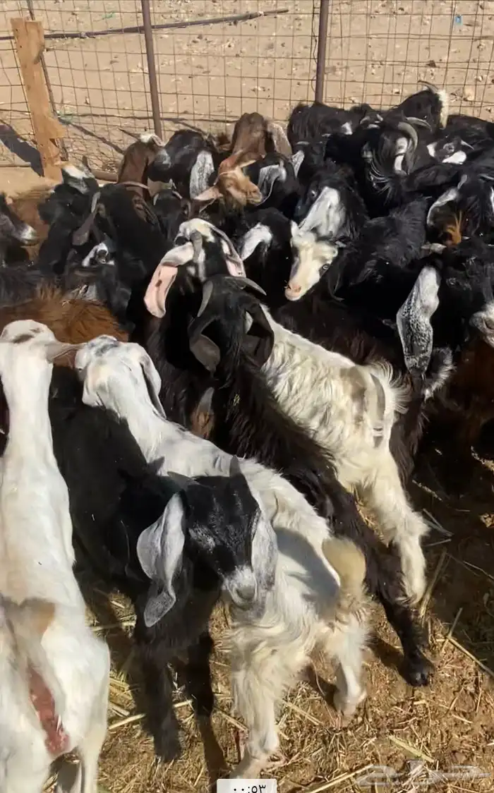 عدد 60 تيوس وجفار عوارض بلدي تربية 9