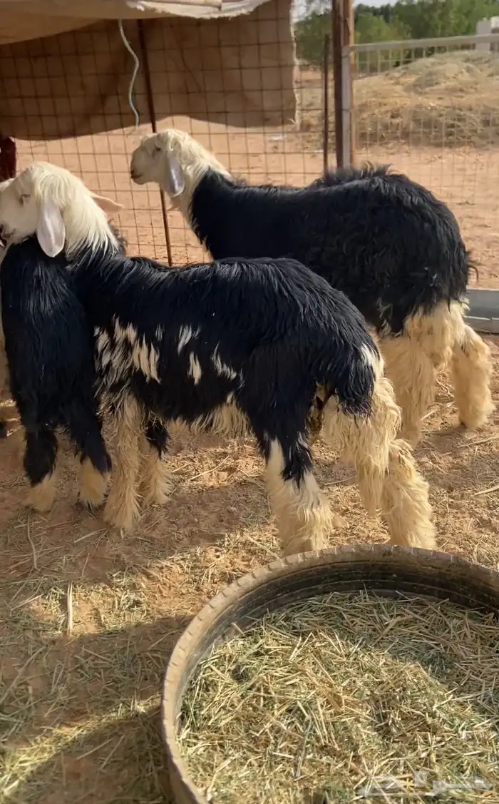 طليان نجد فاخره الموقع الخرج 4