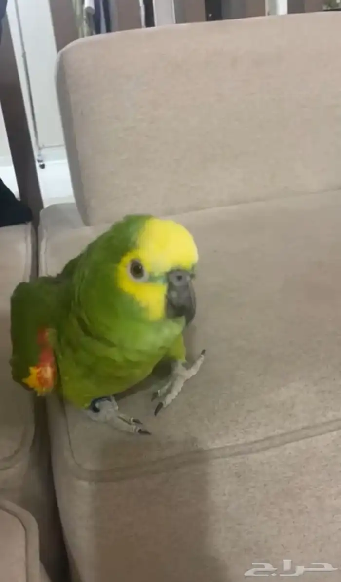 امزوني بلوفرنتد جاكو متكلم ومزاجي 2