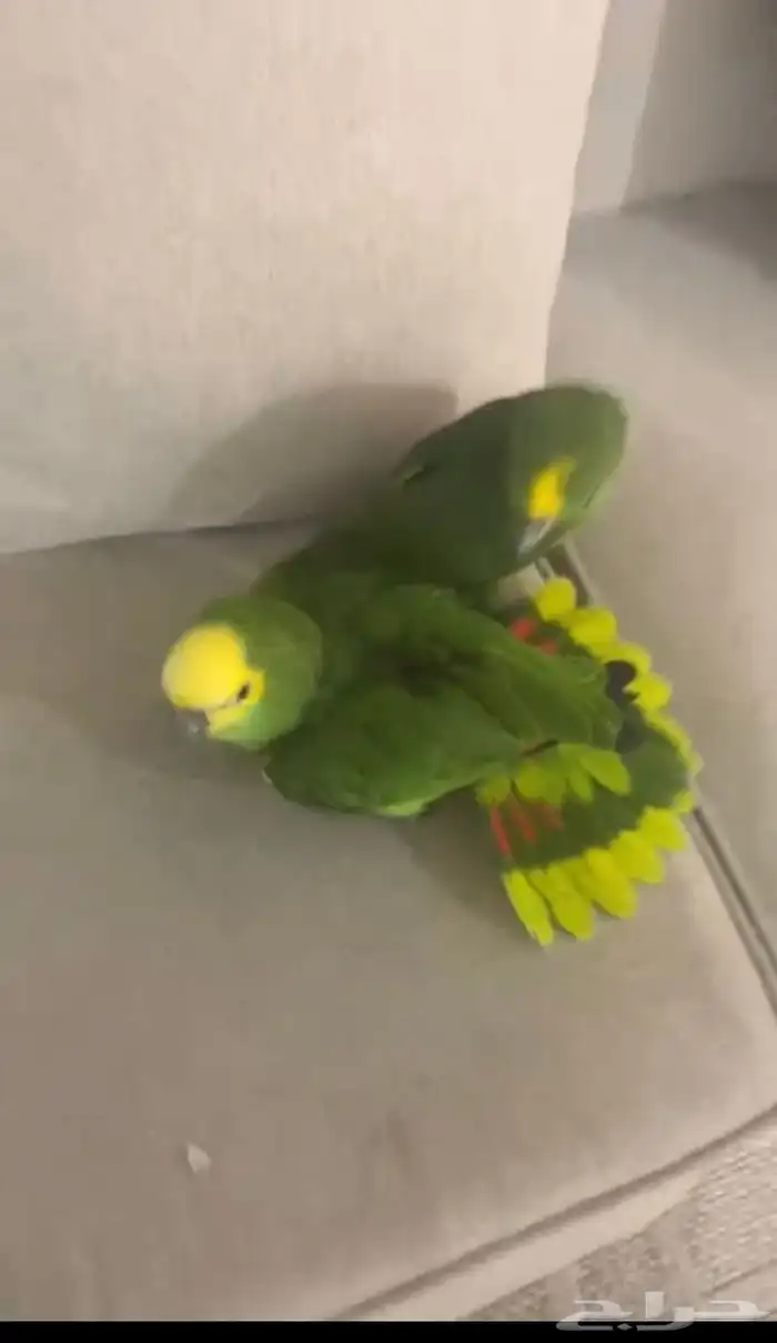 امزوني بلوفرنتد جاكو متكلم ومزاجي 0