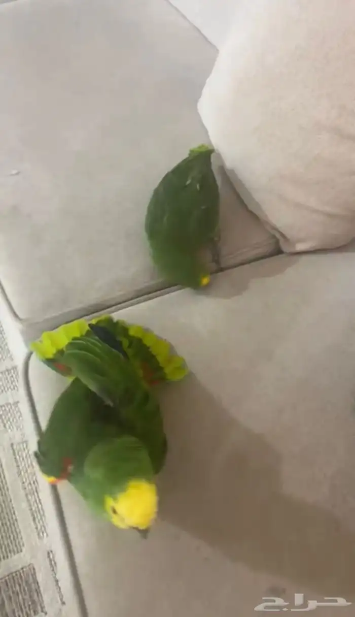 امزوني بلوفرنتد جاكو متكلم ومزاجي 1