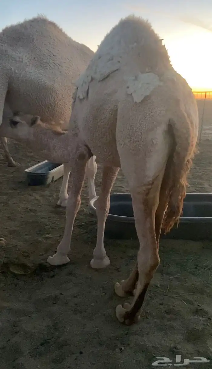 حواره فاخره حليب م فردت 1