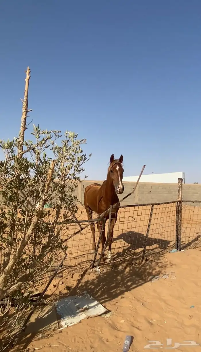 حصان شعبي كفو ما يشكي من شي علا السوم 0