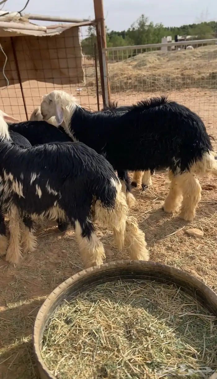 طليان نجد فاخره الموقع الخرج 3