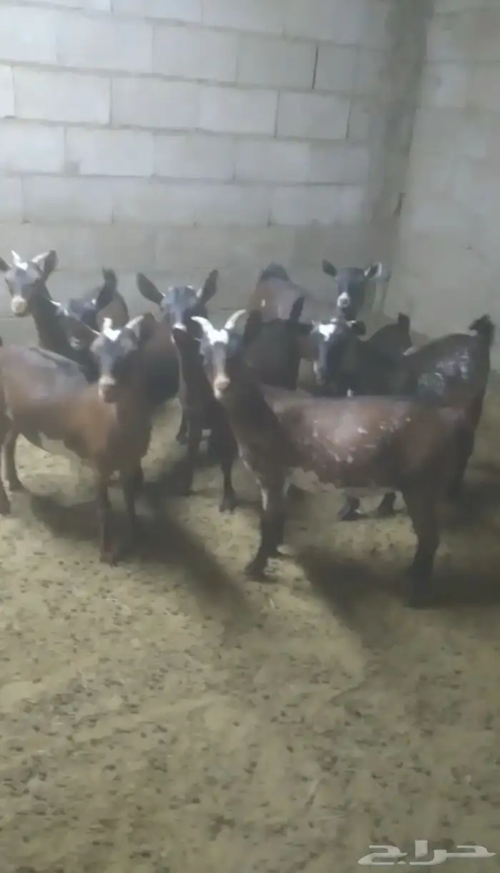 ماعز جنوبيات (جفرا) للبيع 0