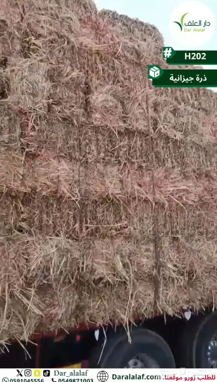 ذرة جيزانيه فاخرة 1