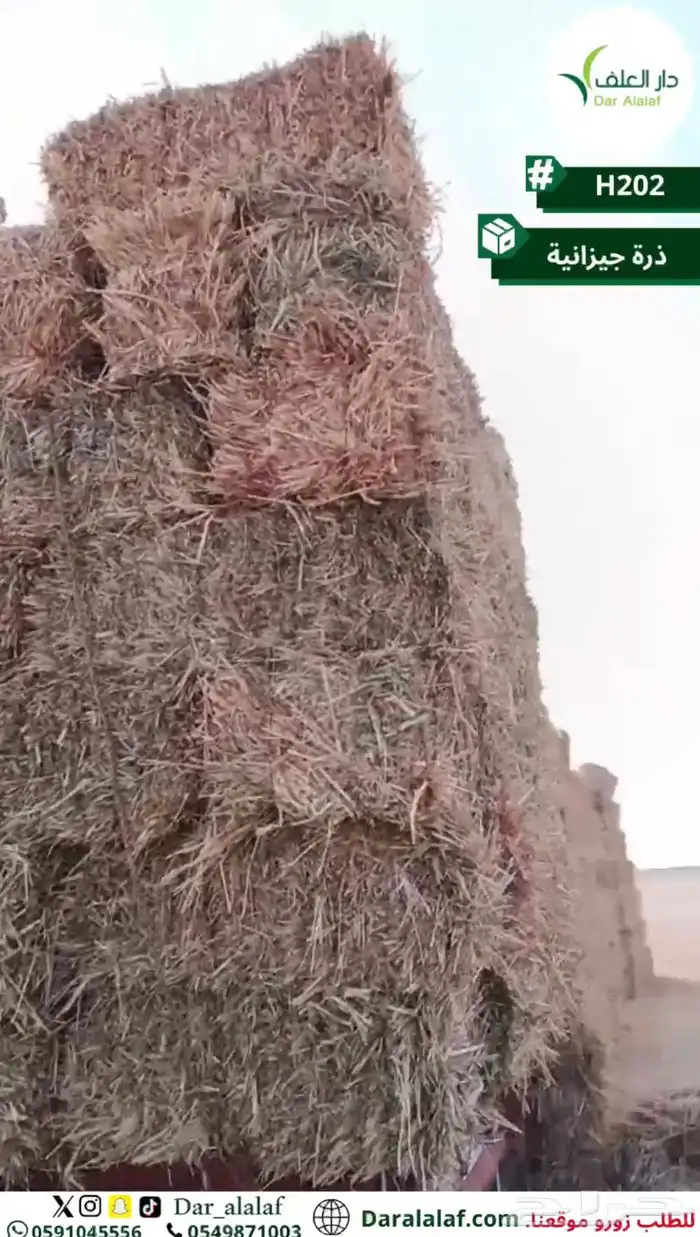 ذرة جيزانيه فاخرة 2