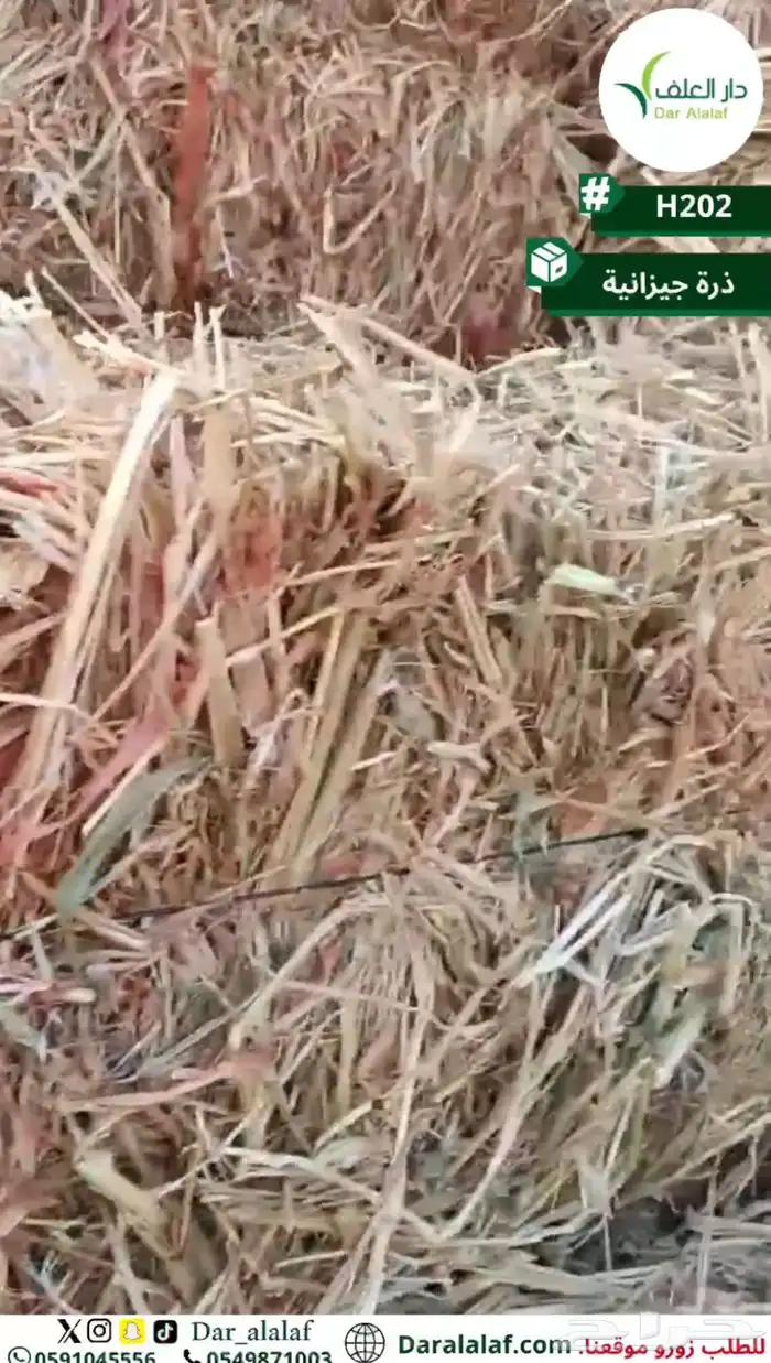 ذرة جيزانيه فاخرة 0