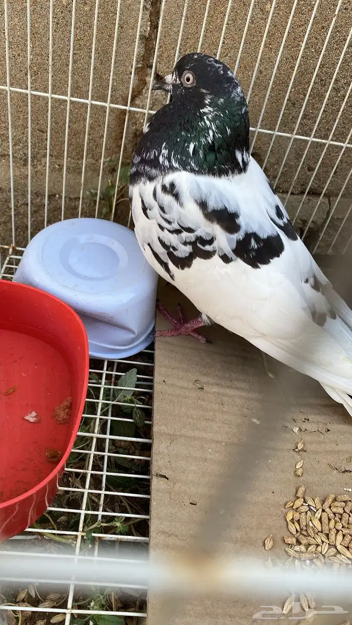 حمام رام بوري 2