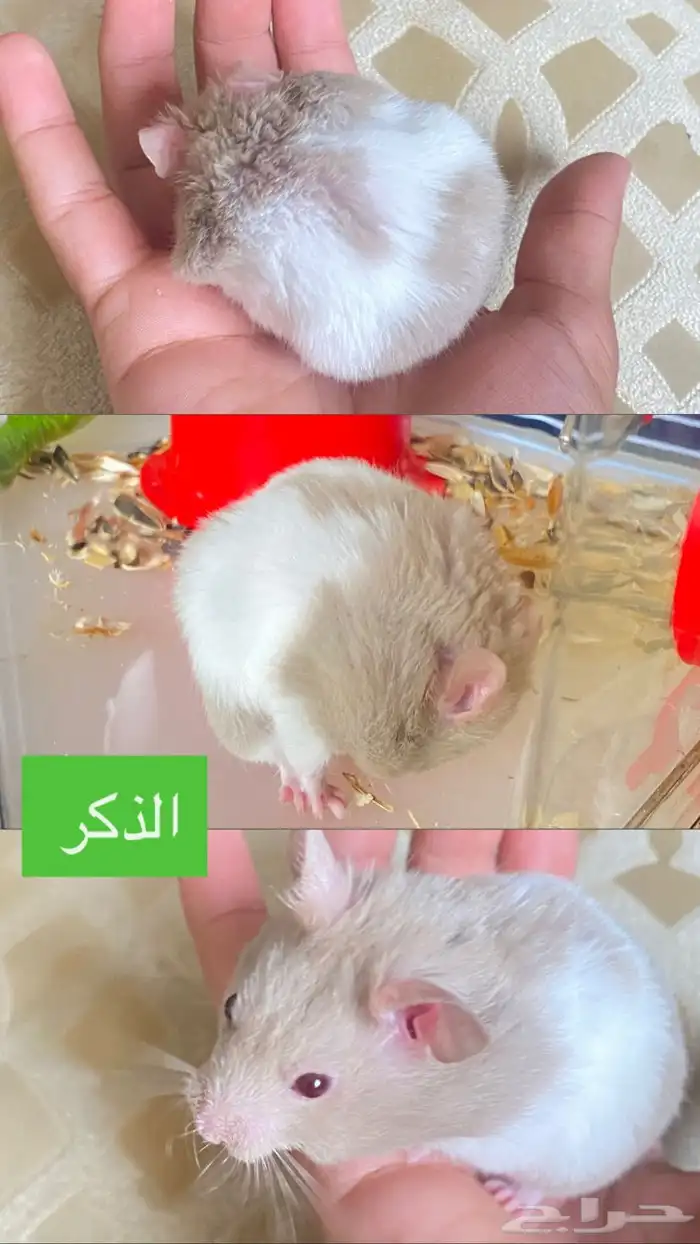 هامستر ذكر وانثى للبيع 0