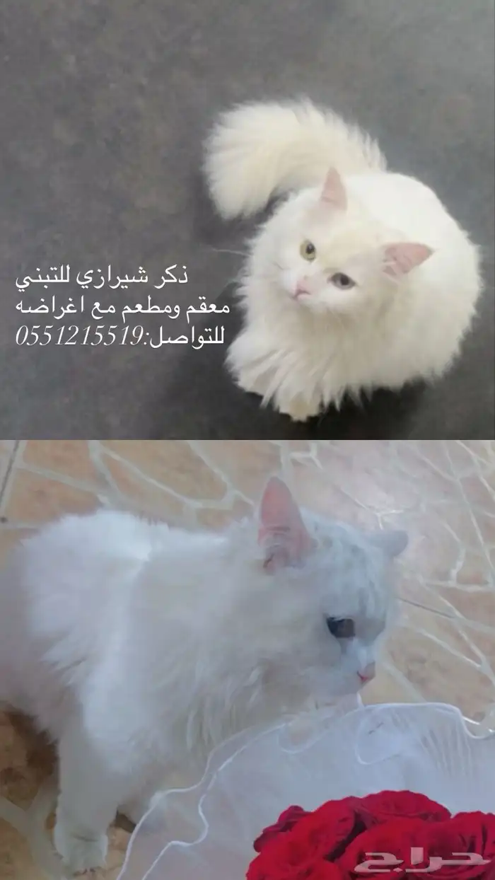 قط شيرازي للتبني 0