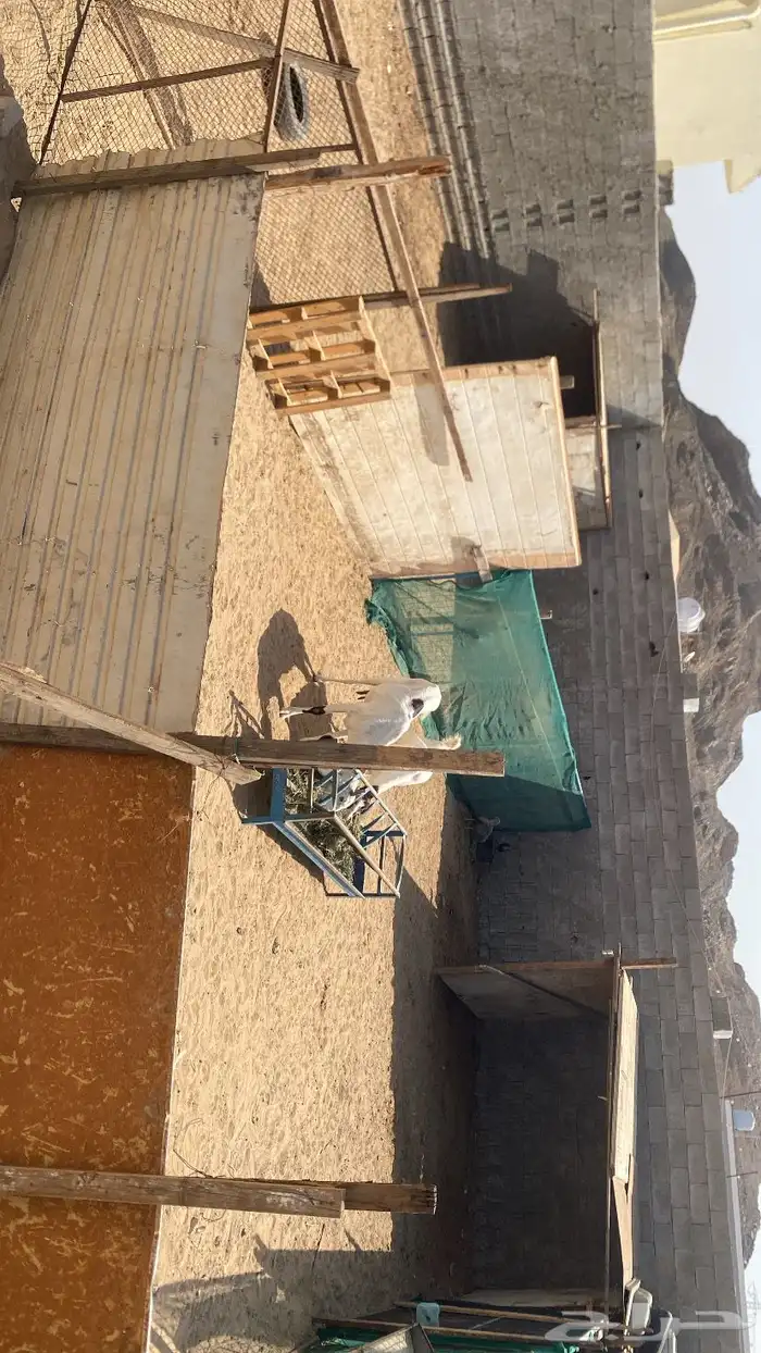 شبوك للاجار في حي الغولا داخل الحوش 0