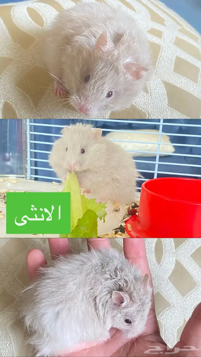 هامستر ذكر وانثى للبيع 1
