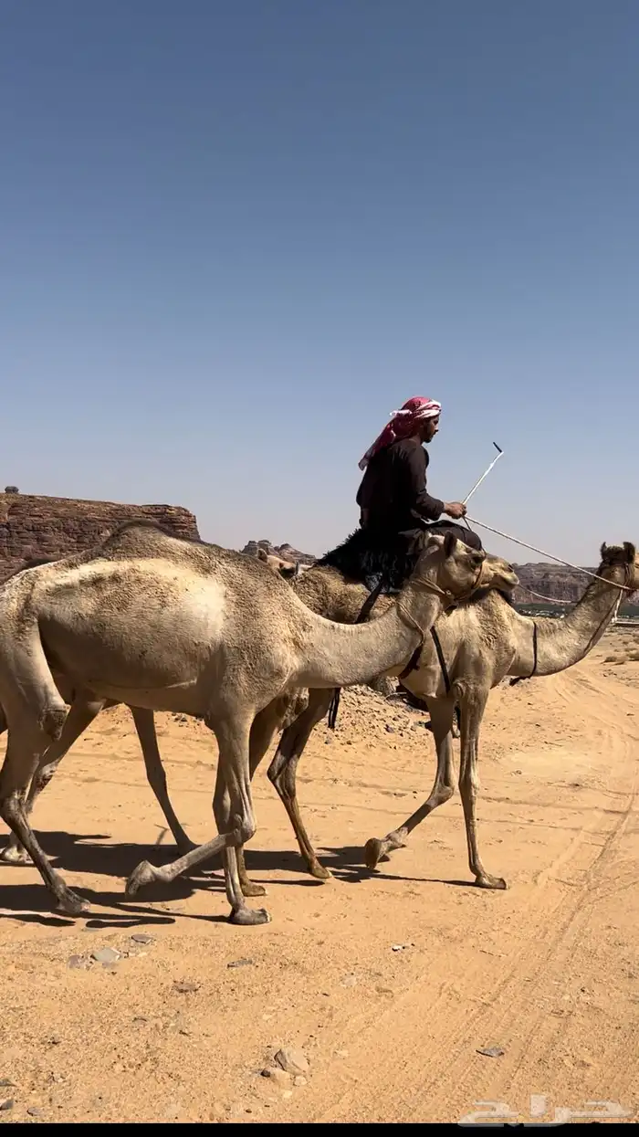 ركبي للبيع 0