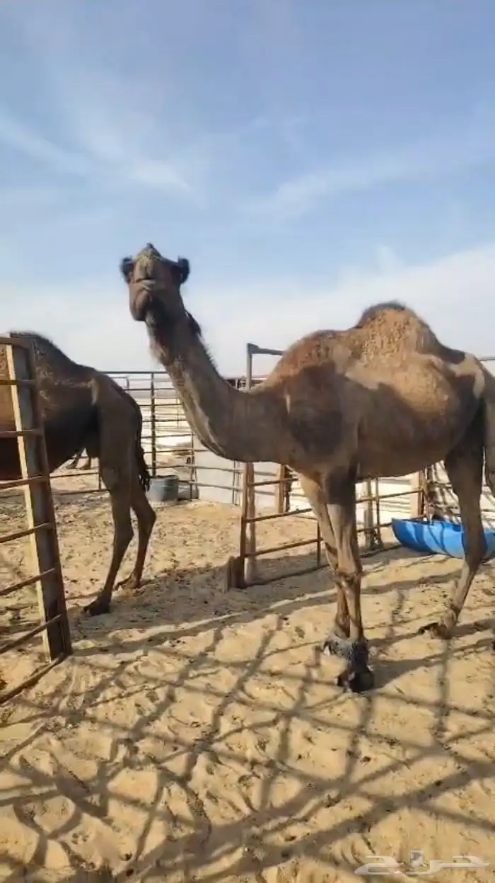 3 لقحات كلها قريب 1